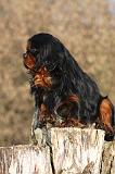CAVALIER KING CHARLES 380